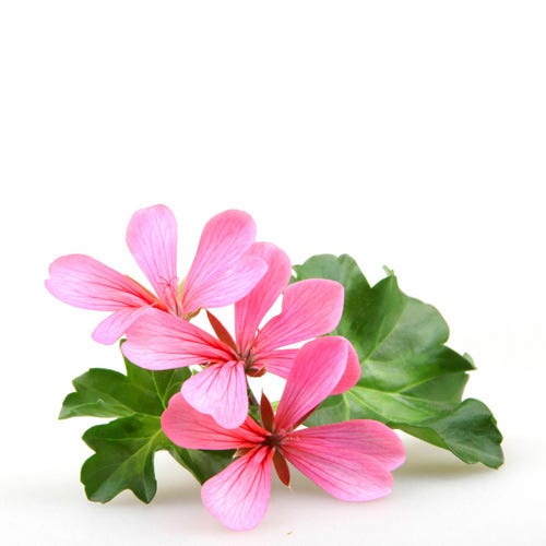 Geranium Citronella™